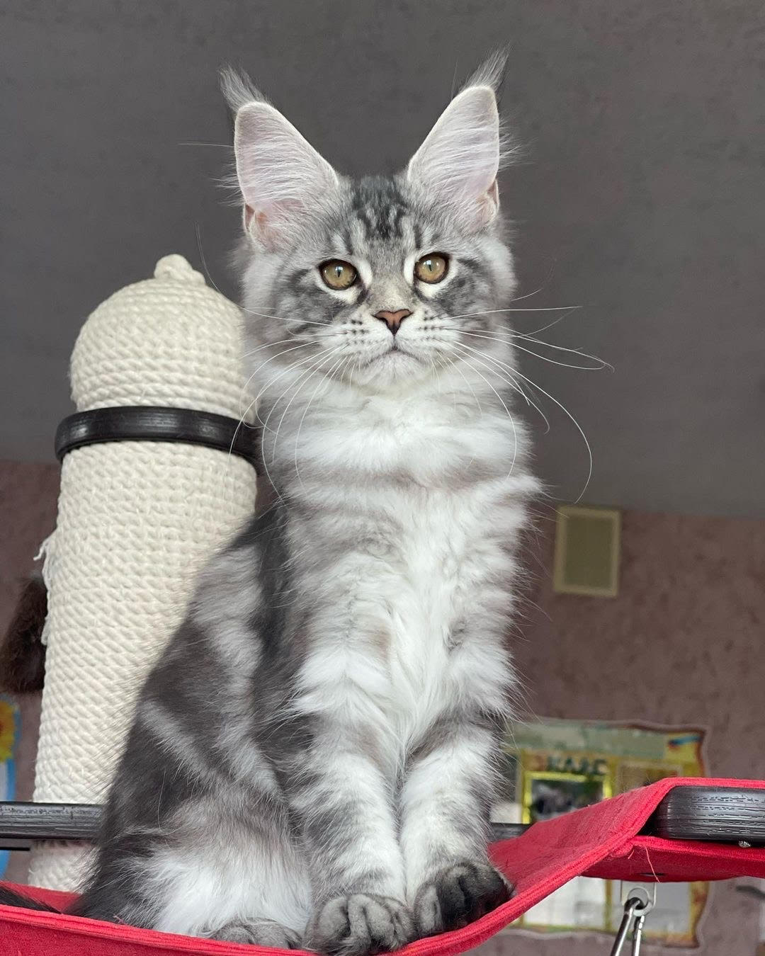 Cleo