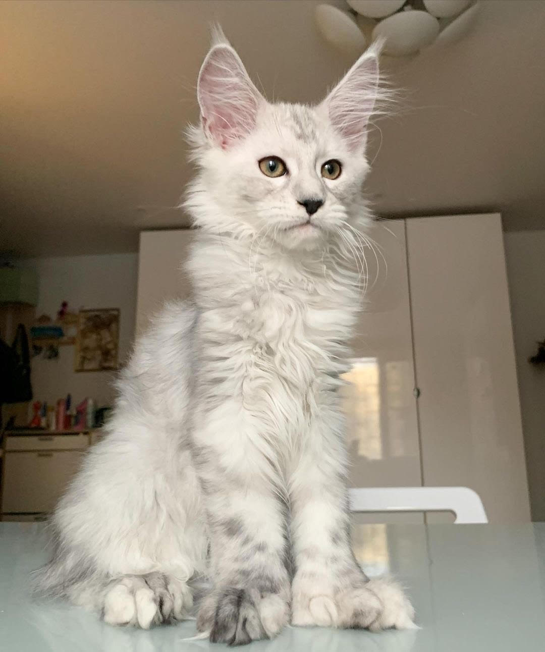Luna
