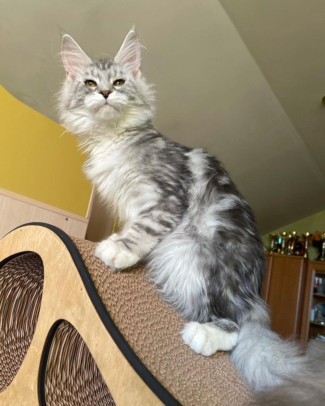 Oliver