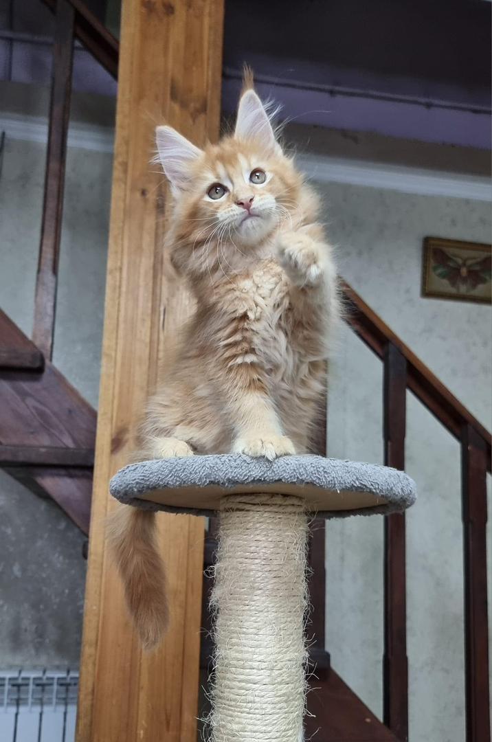 Charlie-male