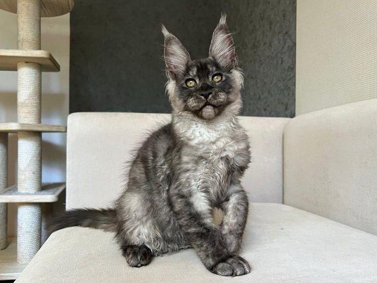 Jasper-reserved
